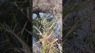 голову девушки