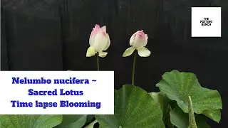Nelumbo nucifera | Sacred Lotus | Timelapse Blooming.