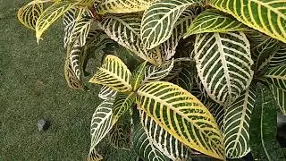 Sanchezia ,zebra plant, cacak gading langka