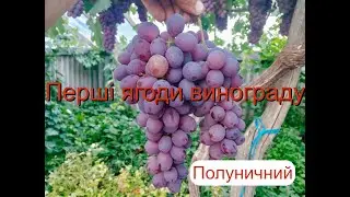 Перші ягоди урожай Полуничний 2 серпня парник