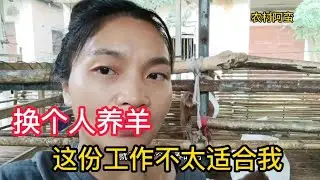 美女放弃养羊，老公接手养三天，羊肚子都饿扁了