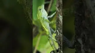 Tree lizard bobbing its head to the music. #music #shorts #youtubeshorts #wildlife