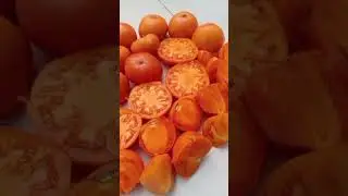 Самый УРОЖАЙНЫЙ ТОМАТ рост 60 см