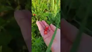 Сборы ароматной земляники 🍓 #анири #земляника #сборягод
