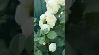 Роза Артемис🕊️🌿🕊️🌿🕊️