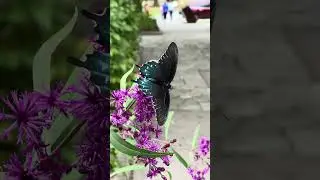Gatlinburg, TN Butterfly (1) #shortvideo #shortsvideo #shorts #short