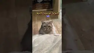 АНТОХА И ЗОНТ ☔️🤭 #котантоха кот удивился