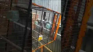 kacer vs murai batu