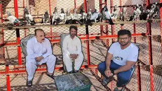 20 Baby Pigeons dost ko diyay
