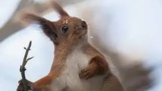 Г.Свиридов. 