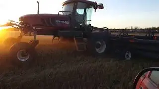 MacDon M155 Swather 2016 Harvest