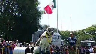 Murió Frida, la famosa perrita rescatista del #19S