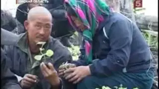 Под Омском огурцы растят коммунами