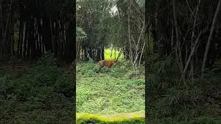 Tiger's Walk