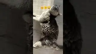 🌞Солнце и котик🐱 #shorts #британскийкот #кот #солнце #солнечный #отдых