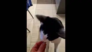 Вкусняшка