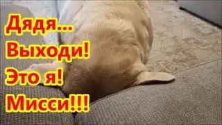 Мисси стало скучно, вызвала дядю!