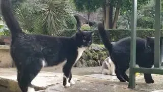 Wet Cattos! (Vaticats 2022-12-10)