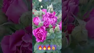 #shortc#топ роза
