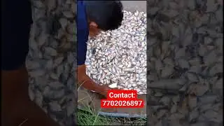 #shorts #rupchanda Rupchanda fish farming | Fish farming in india | fish seeds | vineel karthik