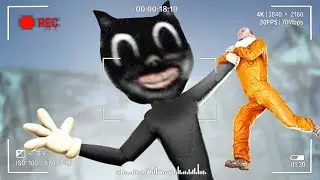 ТОП 5 МУЛЬТЯШНЫХ КОТОВ, СНЯТЫХ НА КАМЕРУ!