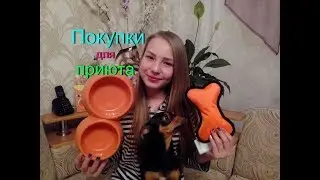 ПОКУПКИ для приюта Хатико/НОВОГОДНЯЯ АКЦИЯ/Помогаем приюту/Той- терьер Тайсон.