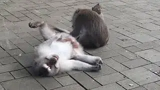 Monyet memegang penis rekannya (cabul)