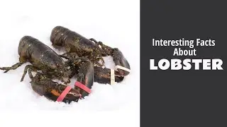Interesting Facts About Lobster