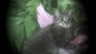 Like a Boss