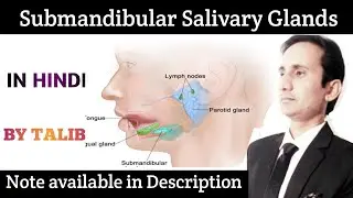 Submandibular Salivary Glands Anatomy And Physiology In Hindi |Structure | Function|Salivary Glands