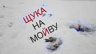 Жерлицы срабатывают одна за одной! ЩУКА на МОЙВУ! Fishing for pike in Siberia.