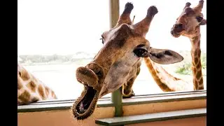 Hilarious Animal Antics!! 😁 😄 2