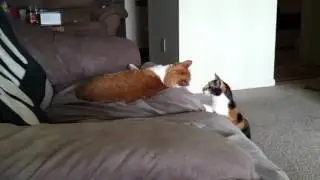 Cats playing