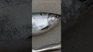Офигеть! Поймал лосось  джиггингом в октябре 😳