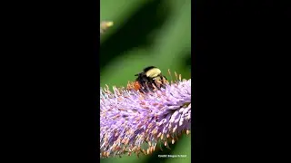 Does a Bumble Bee Prefer a Purple, Pink, or Orange Flower?