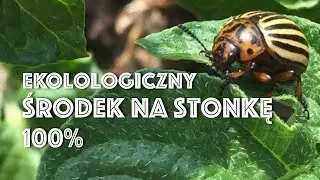 Ekologiczny środek na stonkę, eko uprawa ziemniaka.