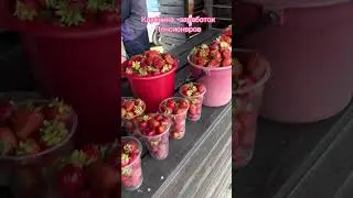 Клубника лекарство и заработок