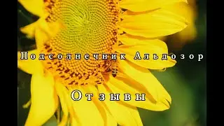 Семена подсолнечника под гранстар отзывы 2019