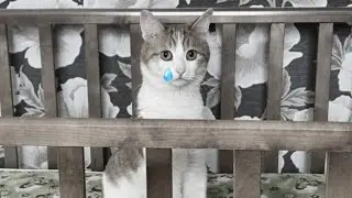 СТАЛО ИЗВЕСТНО ПРЕДВАРИТЕЛЬНАЯ ПРИЧИНА СМЕРТИ КОТА , выброшенного из поезда.....