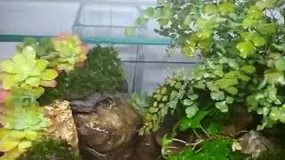 Мини палюдариум с водопадом