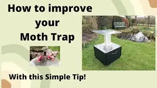 How to increase the number of moths in your moth trap!