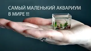 САМЫЙ МАЛЕНЬКИЙ АКВАРИУМ В МИРЕ! (Объём 10 мл.)