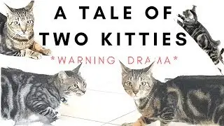 A TALE OF TWO KITTIES | AANIQAB VLOGS