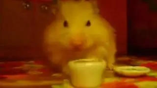 hamster dance