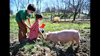 210327 Meet the Piglets at Blue Dog Farms