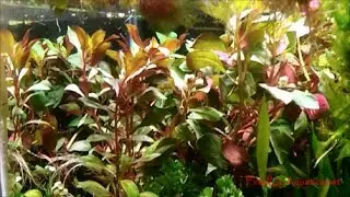 Aquascaping News of the Week