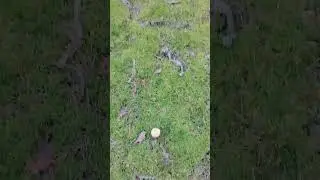 Мам это поганка?