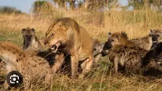 hyena attack lion | hyena attack lion and kill | lion attack hyena cub sher aur lakadbagha ki ladai