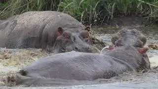 Hippo Pool