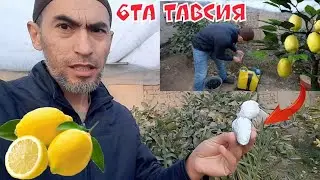 Декабрь ойида лимонни парваришлаш. 6та тавсия.